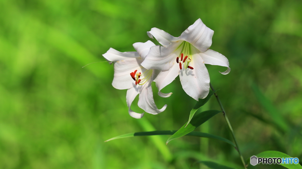 ササユリ開花（２）