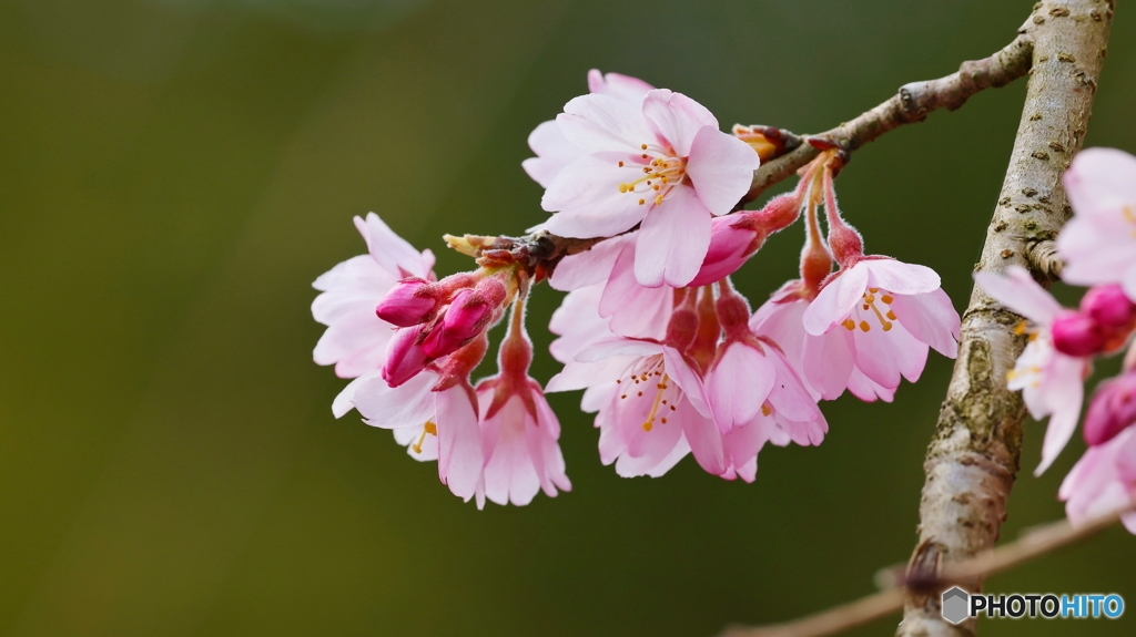 枝垂桜開花