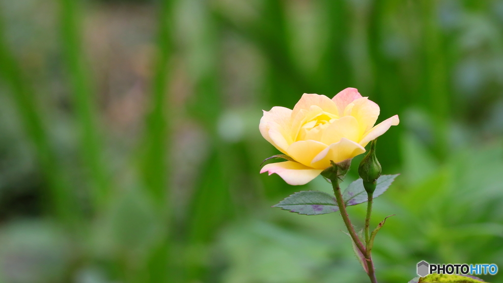 小さな薔薇