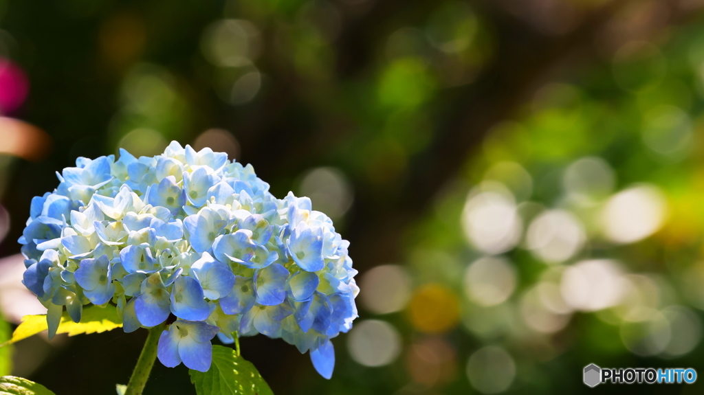 紫陽花の季節