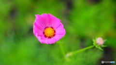 早咲きコスモス開花第一号