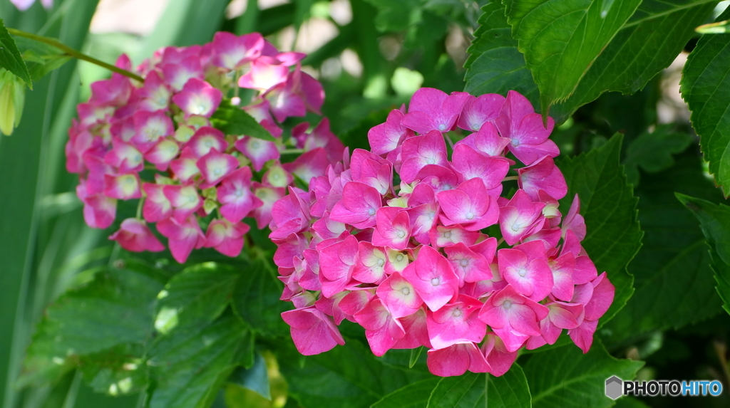 紫陽花の季節