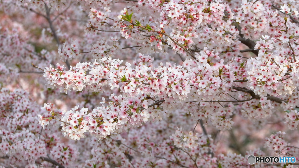 散り始めの花が好き