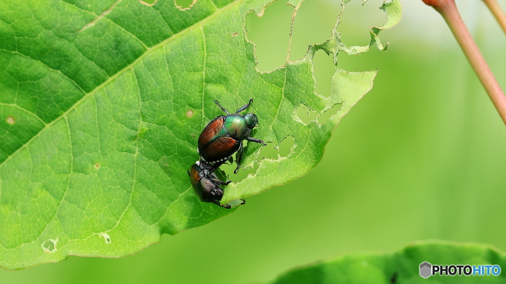 マメコガネ（１）