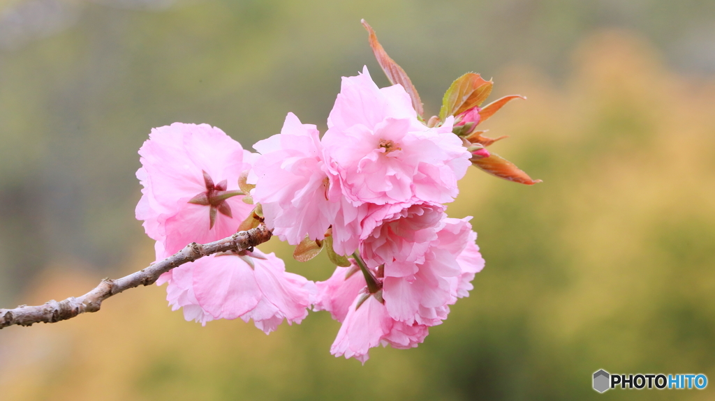 二週間早い開花