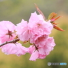 二週間早い開花