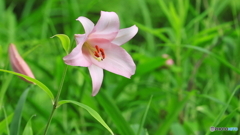 ササユリ開花