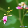 夏の撮影は朝に限る