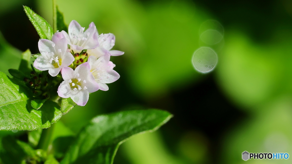 小さな花シリーズ