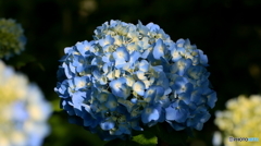 紫陽花その３