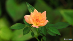 小さな小さな薔薇
