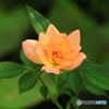 小さな小さな薔薇