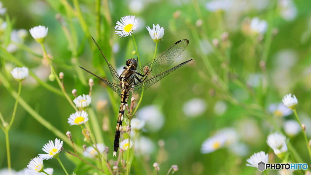 ７００ｍｍの恩恵