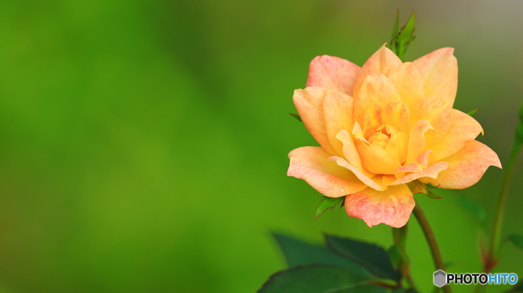 続 小さな小さな薔薇