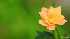 続 小さな小さな薔薇