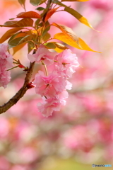 春の色