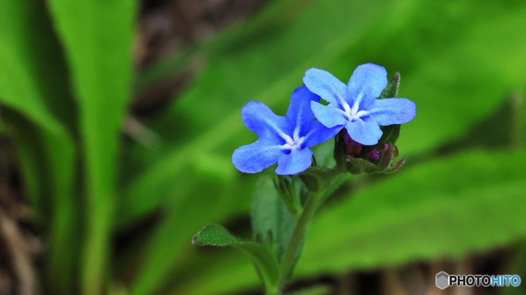 小さな花シリーズ