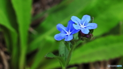 小さな花シリーズ
