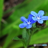 小さな花シリーズ