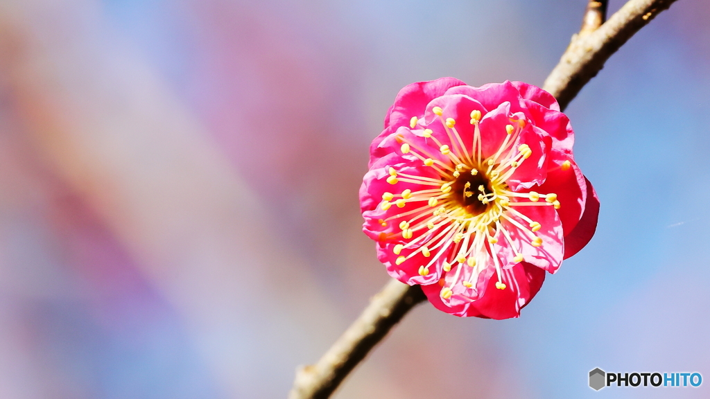 紅梅咲く