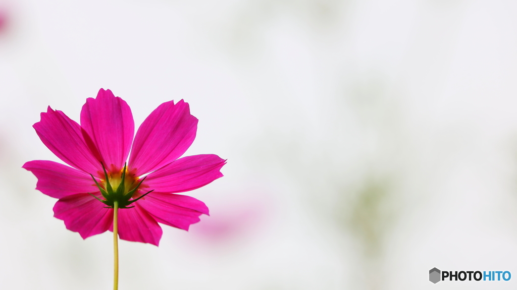 毎年恒例なれど；