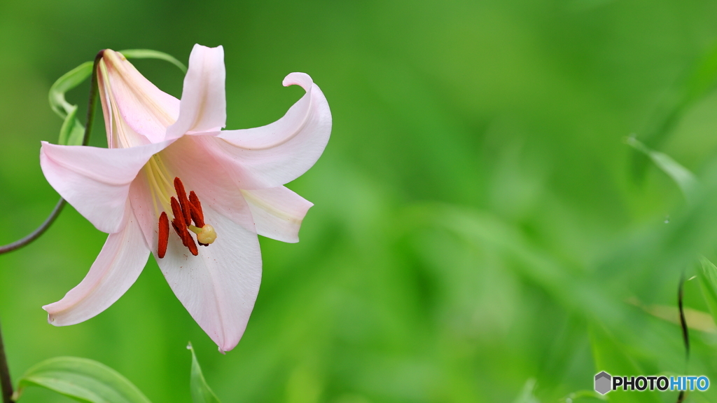 ササユリ開花
