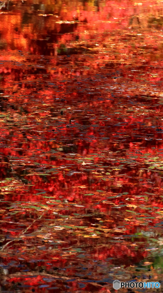 湖面に映る紅葉