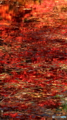 湖面に映る紅葉