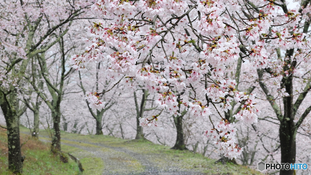 桜開花も