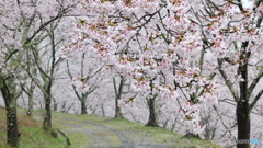 桜開花も