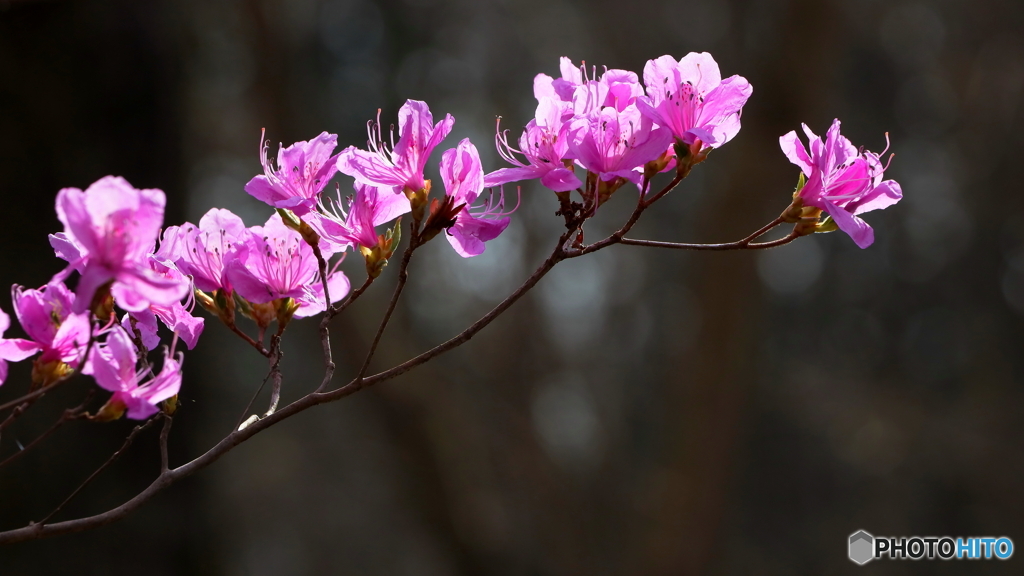 開花早し（１）