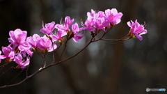 開花早し（１）