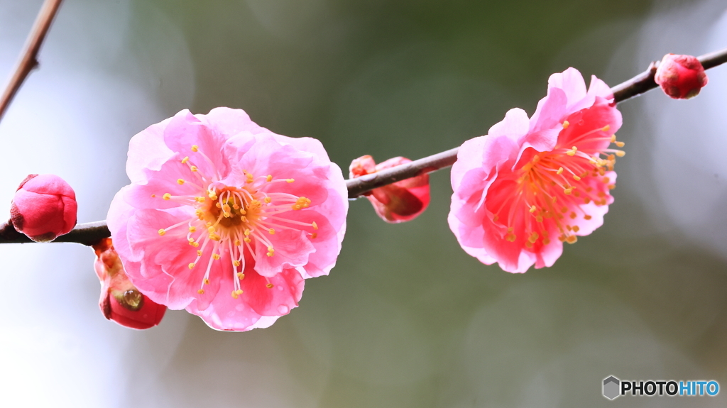 雨の止み間に（２）