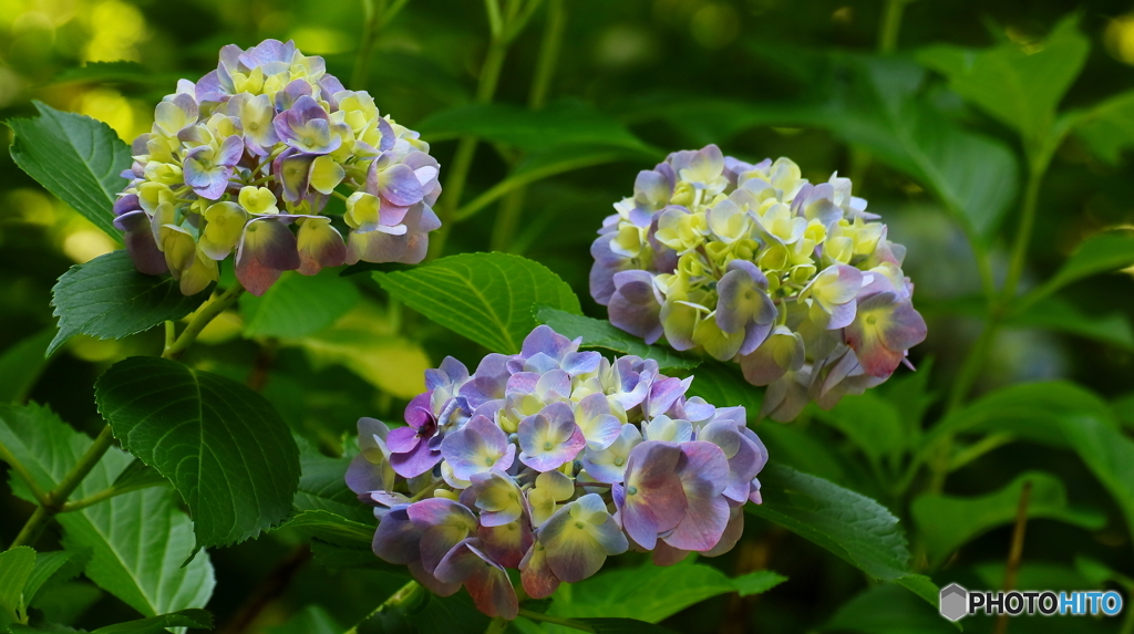 紫陽花その５
