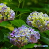 紫陽花その５