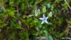 小さな花シリーズ