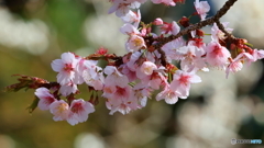 寒桜満開近し