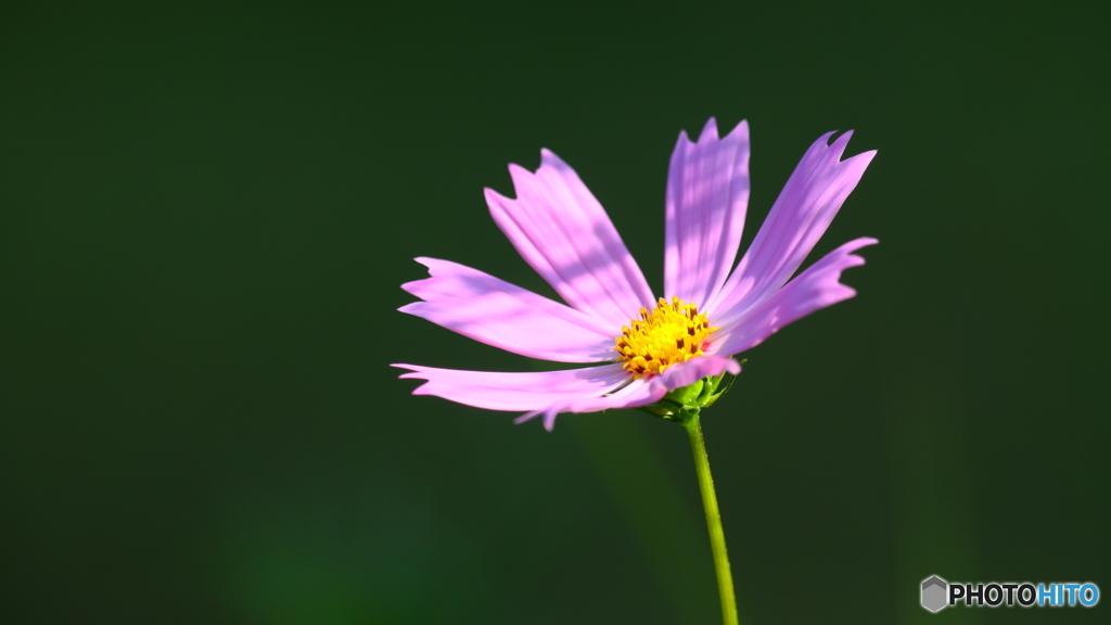 今朝開花