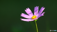 今朝開花