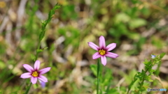 小さな花シリーズ