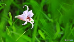 絵になる花が少なくて；