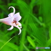 絵になる花が少なくて；