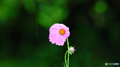 雨でも撮る（笑）