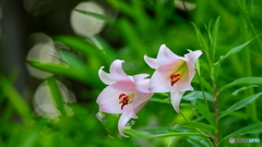 花びらの形と大きさ