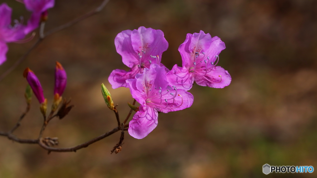 開花早し（２）