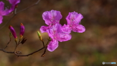 開花早し（２）
