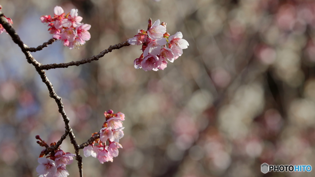 寒桜再び