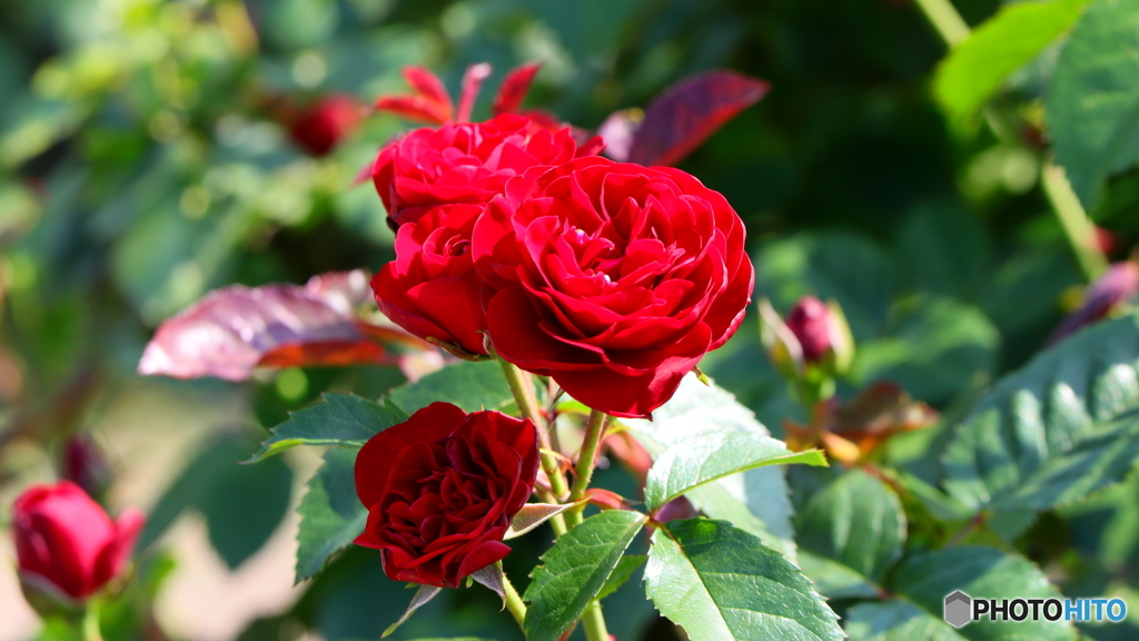 赤い薔薇