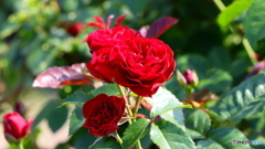 赤い薔薇