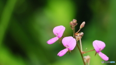 小さな花シリーズ